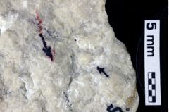 Foto (Detailansicht) von Decapoda indet. (NHMW-GEO-1990-0041-0135)